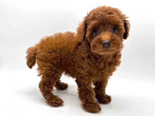 奈良県のトイプードル(トイ) (ひごペットフレンドリー田原本店/2025年10月2日生まれ/女の子/レッド)の子犬の2枚目の画像