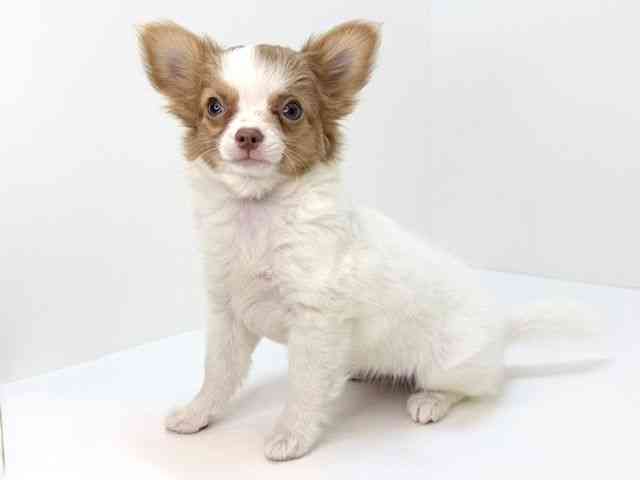 大阪府のチワワ(ロング) (ひごペットフレンドリーいこらもーる泉佐野店/2025年10月1日生まれ/女の子/ホワイトフォーン)の子犬の2枚目の画像