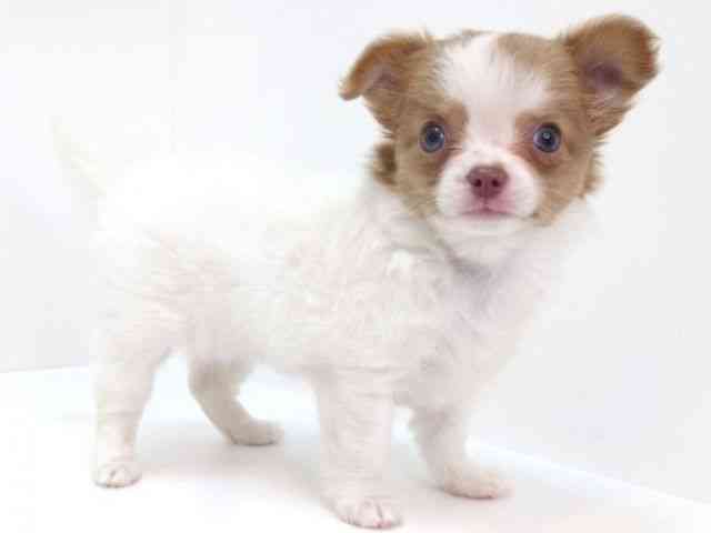 大阪府のチワワ(ロング) (ひごペットフレンドリーいこらもーる泉佐野店/2025年10月1日生まれ/女の子/ホワイトフォーン)の子犬の2枚目の画像