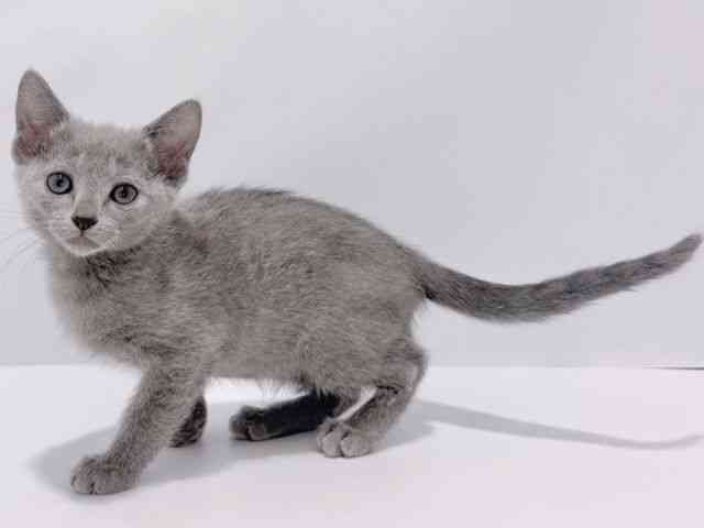 大阪府のロシアンブルー (ひごペットフレンドリーイズミヤショッピングセンター千里丘店/2025年10月4日生まれ/女の子/ブルー)の子猫の2枚目の画像