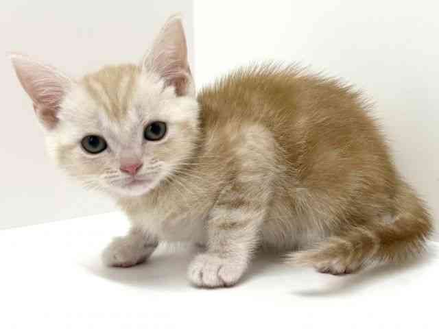 大阪府のアメリカンショートヘアー (ひごペットフレンドリーくずはモール店/2025年10月3日生まれ/男の子/クリームタビー)の子猫の2枚目の画像