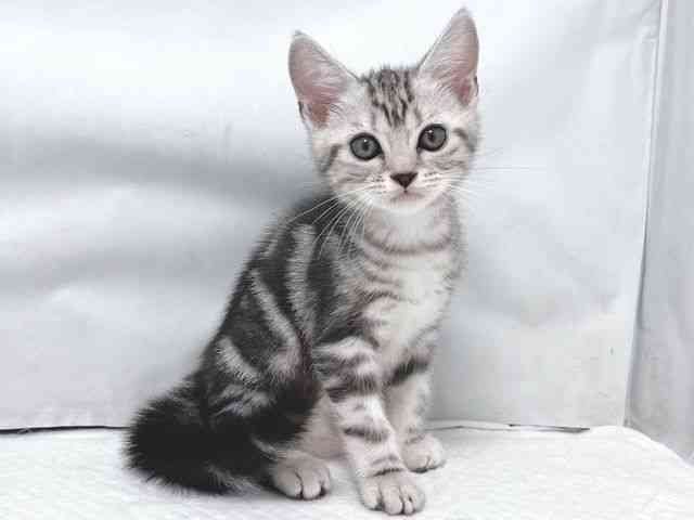 大阪府のアメリカンショートヘアー (ひごペットフレンドリー堺プラットプラット店/2025年10月5日生まれ/男の子/シルバータビー)の子猫の2枚目の画像