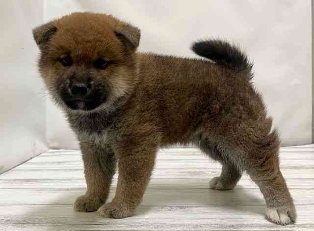 和歌山県の柴犬(標準サイズ) (ひごペットフレンドリーパームシティ和歌山店/2025年10月5日生まれ/男の子/赤)の子犬の2枚目の画像