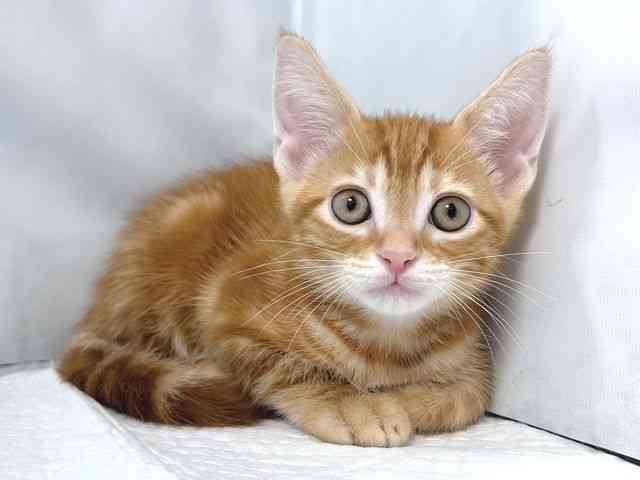 大阪府のアメリカンショートヘアー (ひごペットフレンドリー堺プラットプラット店/2025年10月5日生まれ/男の子/レッドタビー)の子猫の2枚目の画像