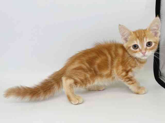 大阪府のアメリカンショートヘアー (ひごペットフレンドリー瓜破店/2025年10月5日生まれ/女の子/レッドタビー)の子猫の2枚目の画像