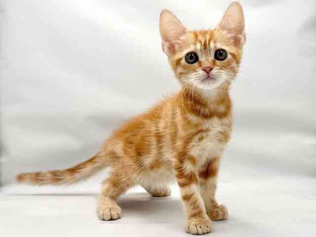 大阪府のアメリカンショートヘアー (ひごペットフレンドリー東淀川店/2025年10月4日生まれ/男の子/レッドタビー)の子猫の2枚目の画像