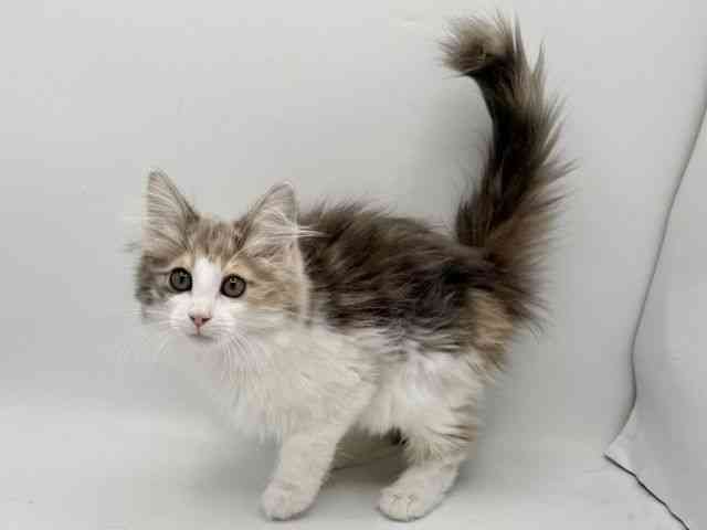 大阪府のノルウェージャンフォレストキャット (ひごペットフレンドリーみのおキューズモール店/2025年9月30日生まれ/女の子/ブルーパッチドタビーホワイト)の子猫の2枚目の画像