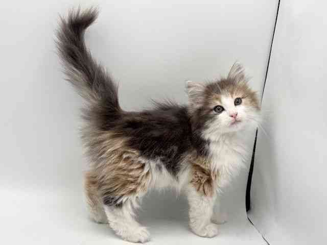 大阪府のノルウェージャンフォレストキャット (ひごペットフレンドリーみのおキューズモール店/2025年9月30日生まれ/女の子/ブルーパッチドタビーホワイト)の子猫の2枚目の画像