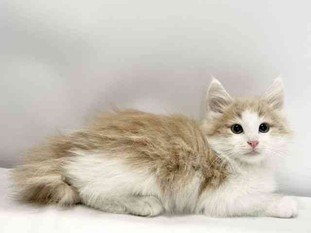 愛媛県のノルウェージャンフォレストキャット (ひごペットフレンドリーイオンモール今治新都市店/2025年9月30日生まれ/男の子/クリームタビーホワイト)の子猫の2枚目の画像