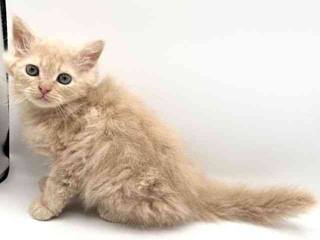 京都府のセルカークレックス (ひごペットフレンドリーイオンモール高の原店/2025年10月6日生まれ/男の子/クリーム)の子猫の2枚目の画像
