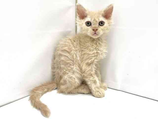 大阪府のセルカークレックス (ひごペットフレンドリーイオンタウン茨木太田店/2025年10月6日生まれ/女の子/クリーム)の子猫の2枚目の画像