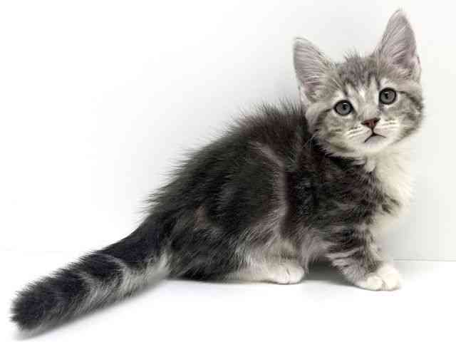 大阪府のマンチカン (ひごペットフレンドリーくずはモール店/2025年10月1日生まれ/男の子/ブルータビーホワイト)の子猫の2枚目の画像