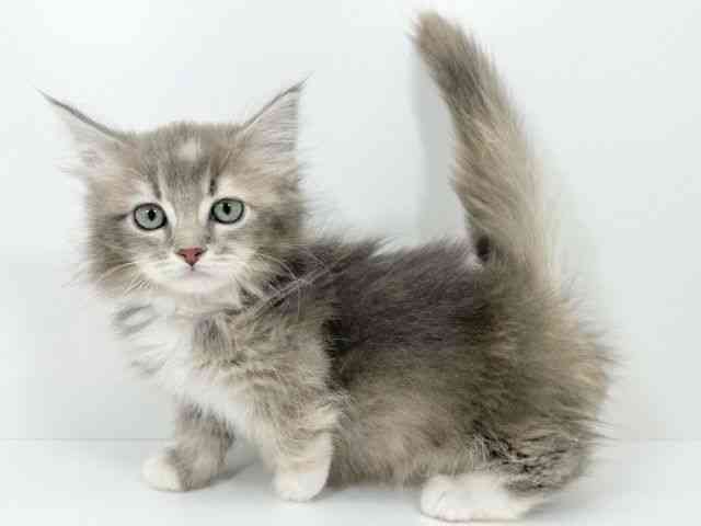 京都府のマンチカン (ひごペットフレンドリーイズミヤショッピングセンター八幡店/2025年10月1日生まれ/女の子/ブルーパッチドタビーホワイト)の子猫の2枚目の画像