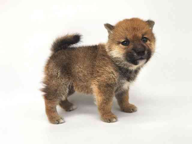 大阪府の柴犬(標準サイズ) (ひごペットフレンドリー泉ヶ丘店/2025年10月6日生まれ/男の子/赤)の子犬の2枚目の画像