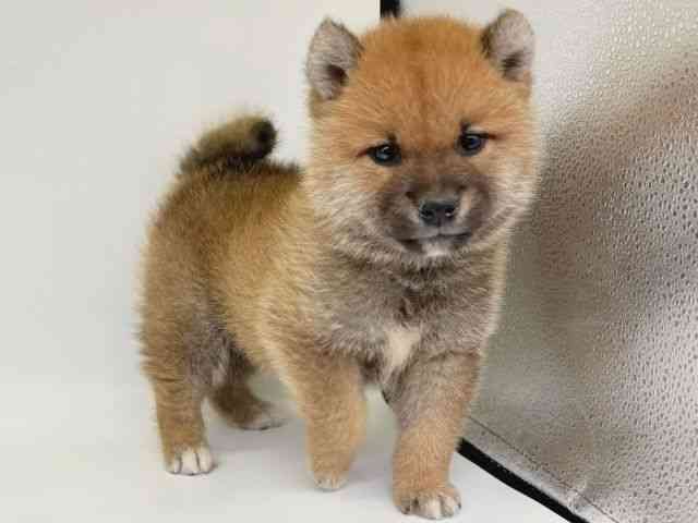 大阪府の柴犬(標準サイズ) (ひごペットフレンドリー瓜破店/2025年10月6日生まれ/男の子/赤)の子犬の2枚目の画像