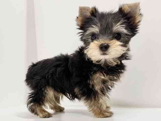 奈良県のヨークシャーテリア (ひごペットフレンドリーイオンモール橿原ウエスト・ビレッジ店/2025年10月6日生まれ/男の子/スチールブルータン)の子犬の2枚目の画像