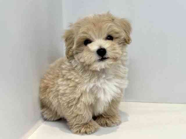 大阪府のマルプー(マルチーズ×プードル) (ひごペットフレンドリーセブンパーク天美店/2025年10月5日生まれ/男の子/クリーム)の子犬の2枚目の画像