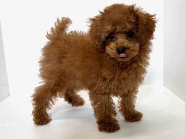 大阪府のトイプードル(トイ) (ひごペットフレンドリーアクロスプラザ住之江店/2025年10月4日生まれ/男の子/レッド)の子犬の2枚目の画像