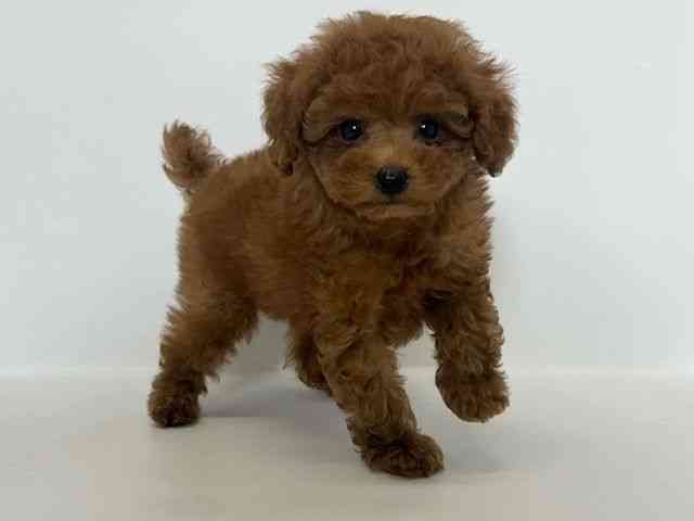 大阪府のトイプードル(トイ) (ひごペットフレンドリーアクロスプラザ住之江店/2025年10月4日生まれ/男の子/レッド)の子犬の2枚目の画像