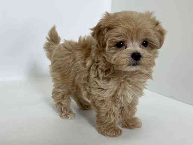 大阪府のマルプー(マルチーズ×プードル) (ひごペットフレンドリーアクロスプラザ住之江店/2025年10月5日生まれ/男の子/クリーム)の子犬の2枚目の画像