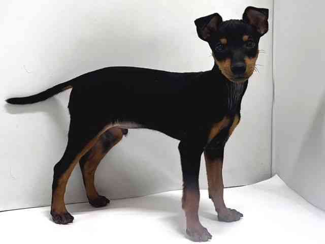 奈良県のトイマンチェスターテリア (ひごペットフレンドリー奈良パワーシティ店/2025年9月27日生まれ/男の子/ブラックタン)の子犬の2枚目の画像