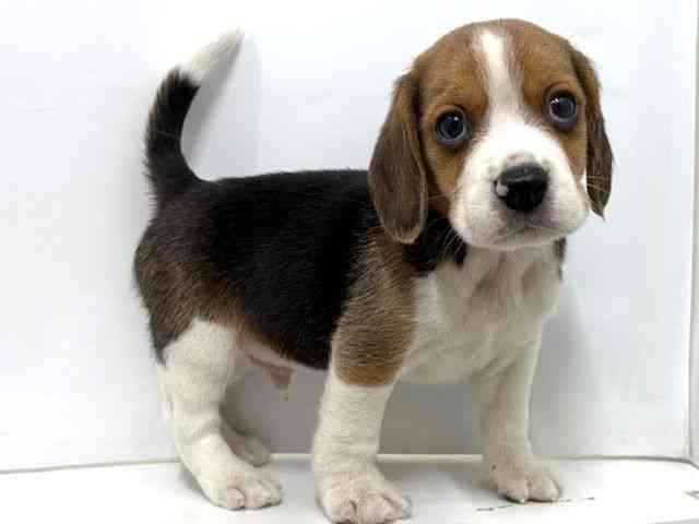 大阪府のビーグル (ひごペットフレンドリーベルファⅡ都島店/2025年10月4日生まれ/男の子/ブラックタンホワイト)の子犬の2枚目の画像