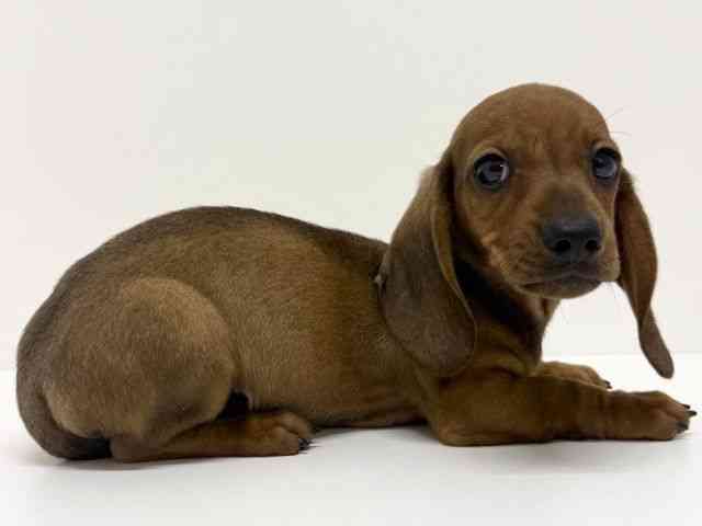 大阪府のミニチュアダックスフンド(スムース) (ひごペットフレンドリーくずはモール店/2025年10月2日生まれ/男の子/レッド)の子犬の2枚目の画像