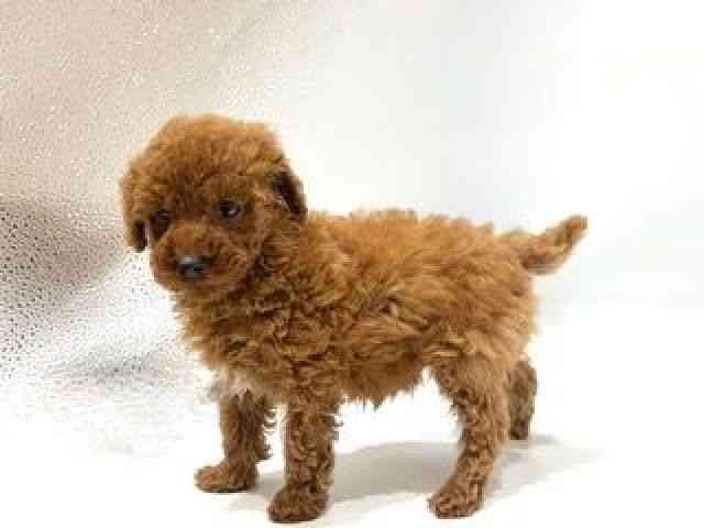 愛知県のトイプードル(トイ) (ひごペットフレンドリーヴィアモール アピタ江南西店/2025年10月5日生まれ/男の子/レッド)の子犬の2枚目の画像