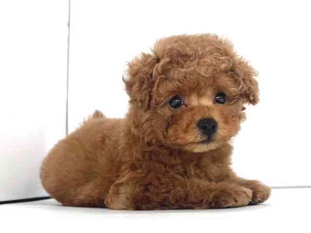 兵庫県のトイプードル(トイ) (ひごペットフレンドリーイオンタウン加古川店/2025年10月5日生まれ/男の子/レッド)の子犬の2枚目の画像