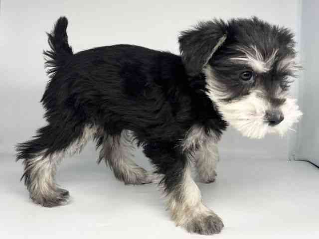 徳島県のミニチュアシュナウザー (ひごペットフレンドリーゆめタウン徳島店/2025年10月6日生まれ/女の子/ブラックシルバー)の子犬の2枚目の画像