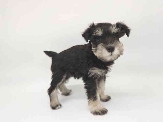 大阪府のミニチュアシュナウザー (ひごペットフレンドリー泉ヶ丘店/2025年10月5日生まれ/女の子/ブラックシルバー)の子犬の2枚目の画像