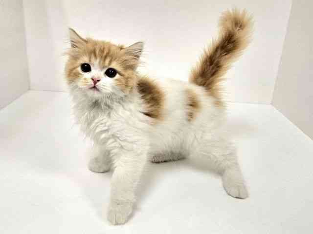 愛知県のスコティッシュフォールド (ひごペットフレンドリーイトーヨーカドー知多店/2025年9月30日生まれ/男の子/レッドタビーホワイト)の子猫の2枚目の画像