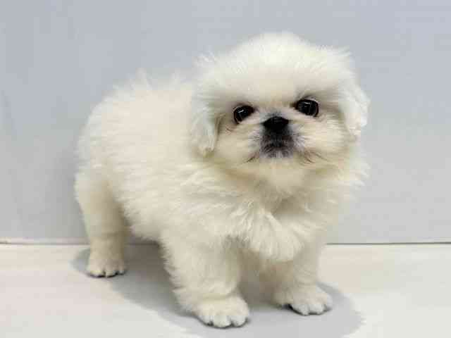 大阪府のペキニーズ (ひごペットフレンドリーセブンパーク天美店/2025年10月6日生まれ/男の子/ホワイト)の子犬の2枚目の画像