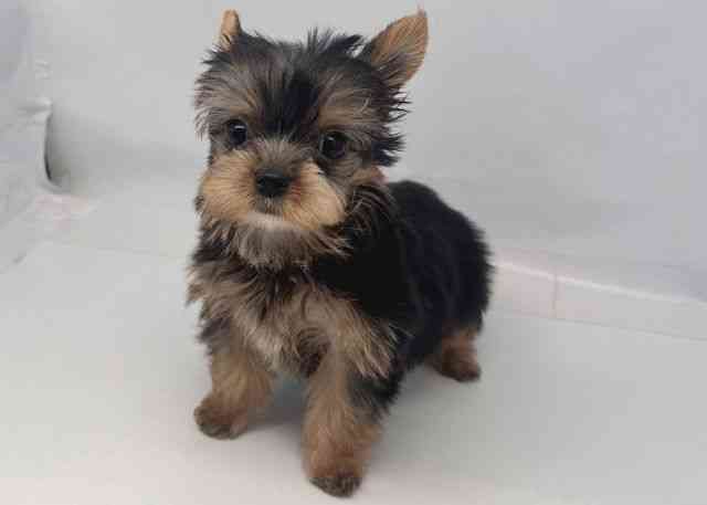 鳥取県のヨークシャーテリア (ひごペットフレンドリーイオンモール鳥取北店/2025年10月7日生まれ/女の子/スチールブルータン)の子犬の2枚目の画像