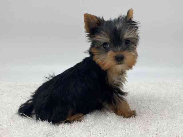 島根県のヨークシャーテリア (ひごペットフレンドリーイオンモール出雲店/2025年10月7日生まれ/男の子/スチールブルータン)の子犬の2枚目の画像