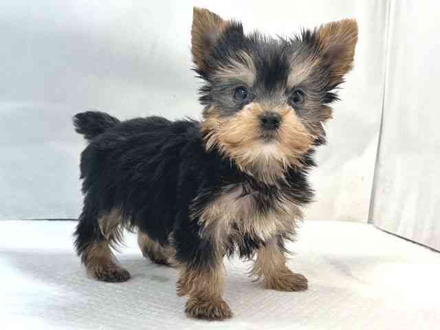 大阪府のヨークシャーテリア (ひごペットフレンドリー堺プラットプラット店/2025年10月7日生まれ/男の子/スチールブルータン)の子犬の2枚目の画像