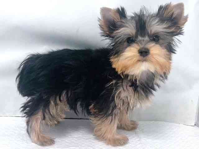 大阪府のヨークシャーテリア (ひごペットフレンドリー堺プラットプラット店/2025年10月7日生まれ/男の子/スチールブルータン)の子犬の2枚目の画像