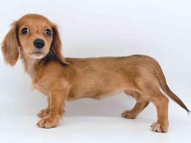 大阪府のミニチュアダックスフンド(ロング) (ひごペットフレンドリー瓜破店/2025年10月5日生まれ/女の子/レッド)の子犬の2枚目の画像