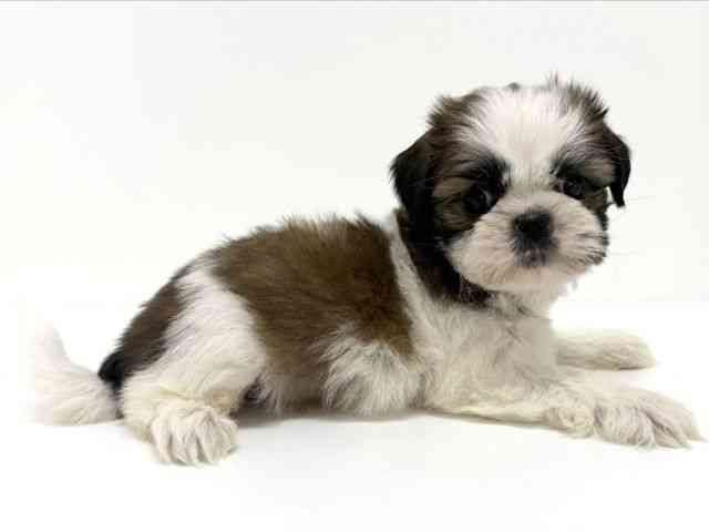 大阪府のシーズー (ひごペットフレンドリーくずはモール店/2025年10月7日生まれ/男の子/ゴールドホワイト)の子犬の2枚目の画像