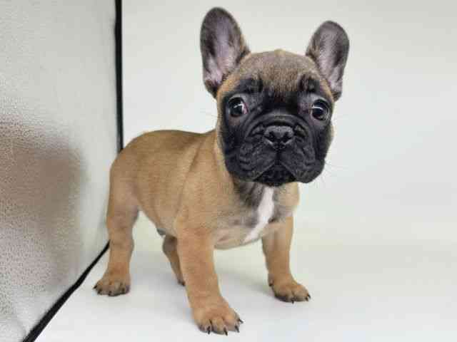 大阪府のフレンチブルドッグ (ひごペットフレンドリー瓜破店/2025年10月6日生まれ/男の子/フォーン)の子犬の2枚目の画像