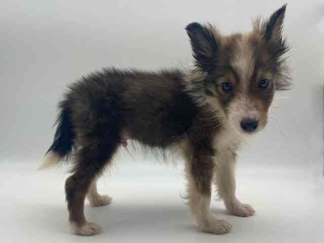 島根県のシェットランドシープドッグ (ひごペットフレンドリーイオンモール出雲店/2025年10月5日生まれ/男の子/セーブルホワイト)の子犬の2枚目の画像