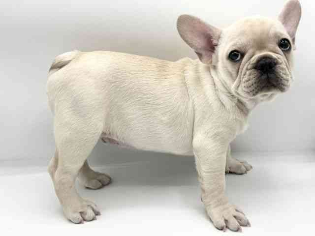 大阪府のフレンチブルドッグ (ひごペットフレンドリーららぽーとEXPOCITY店/2025年10月4日生まれ/男の子/クリーム)の子犬の2枚目の画像