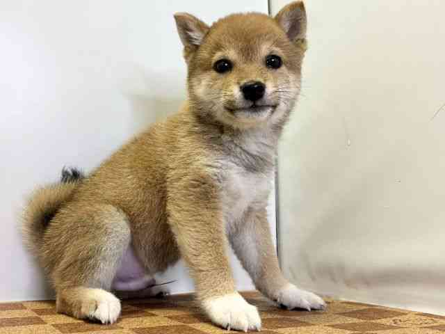 愛媛県の柴犬(標準サイズ) (ひごペットフレンドリーエミフルMASAKI店/2025年10月6日生まれ/男の子/赤)の子犬の2枚目の画像