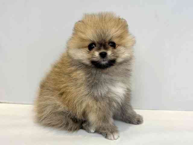 大阪府のポメラニアン (ひごペットフレンドリーセブンパーク天美店/2025年10月5日生まれ/女の子/オレンジセーブル)の子犬の2枚目の画像