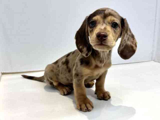 大阪府のミニチュアダックスフンド(スムース) (ひごペットフレンドリーセブンパーク天美店/2025年10月5日生まれ/男の子/チョコレートダップル)の子犬の2枚目の画像