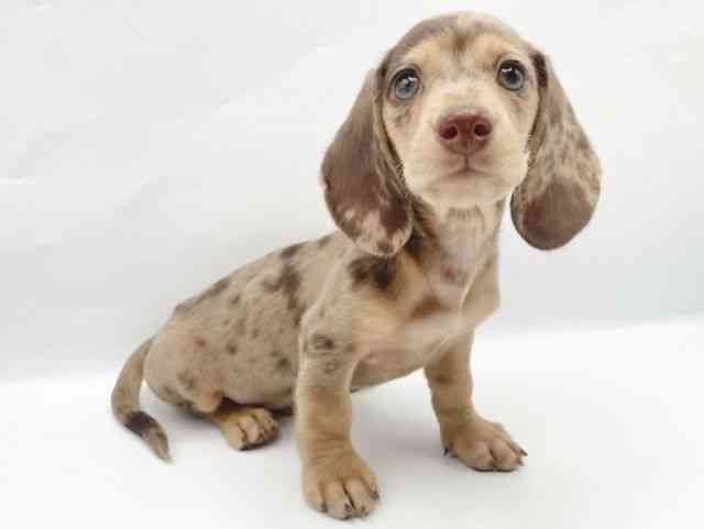 奈良県のミニチュアダックスフンド(スムース) (ひごペットフレンドリートナリエ大和高田店/2025年10月5日生まれ/男の子/チョコレートダップル)の子犬の2枚目の画像