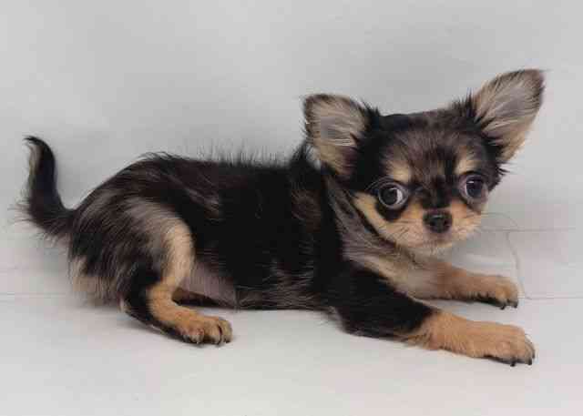 鳥取県のチワワ(ロング) (ひごペットフレンドリーイオンモール鳥取北店/2025年10月5日生まれ/女の子/ブルーマール)の子犬の2枚目の画像