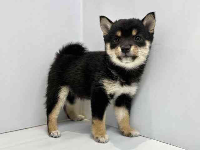 大阪府の柴犬(標準サイズ) (ひごペットフレンドリーセブンパーク天美店/2025年10月3日生まれ/女の子/黒)の子犬の2枚目の画像