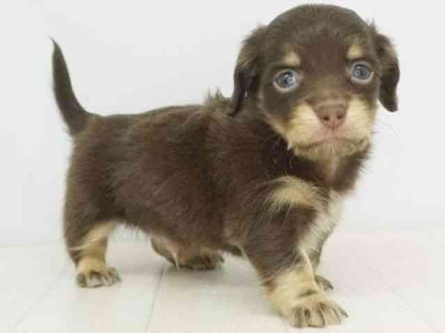 福岡県のチワックス(チワワ×ダックス) (ひごペットフレンドリーゆめタウン筑紫野店/2025年10月7日生まれ/男の子/チョコレートタン)の子犬の2枚目の画像