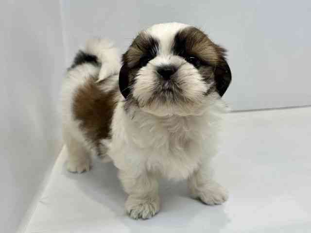 大阪府のシーズー (ひごペットフレンドリーセブンパーク天美店/2025年10月7日生まれ/男の子/ゴールドホワイト)の子犬の2枚目の画像